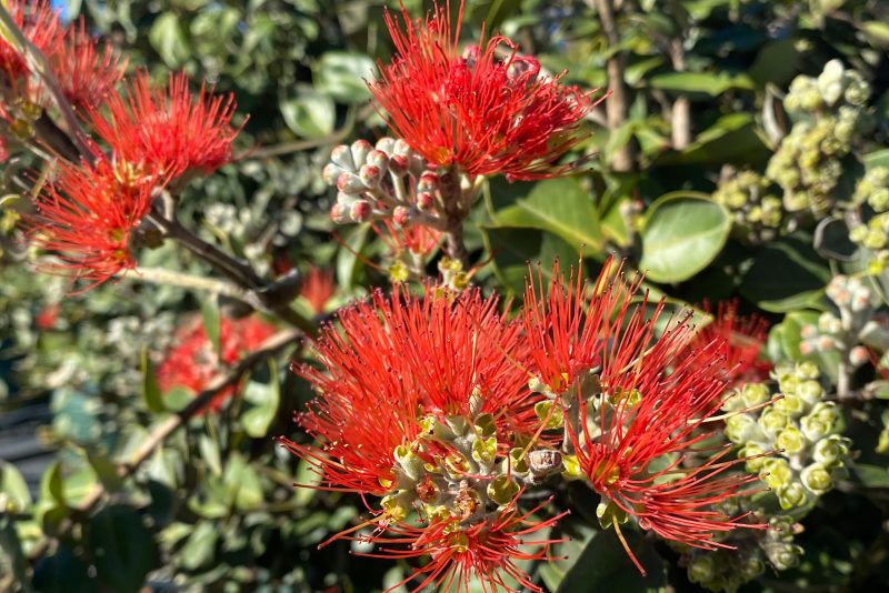 Bird-attracting Plants