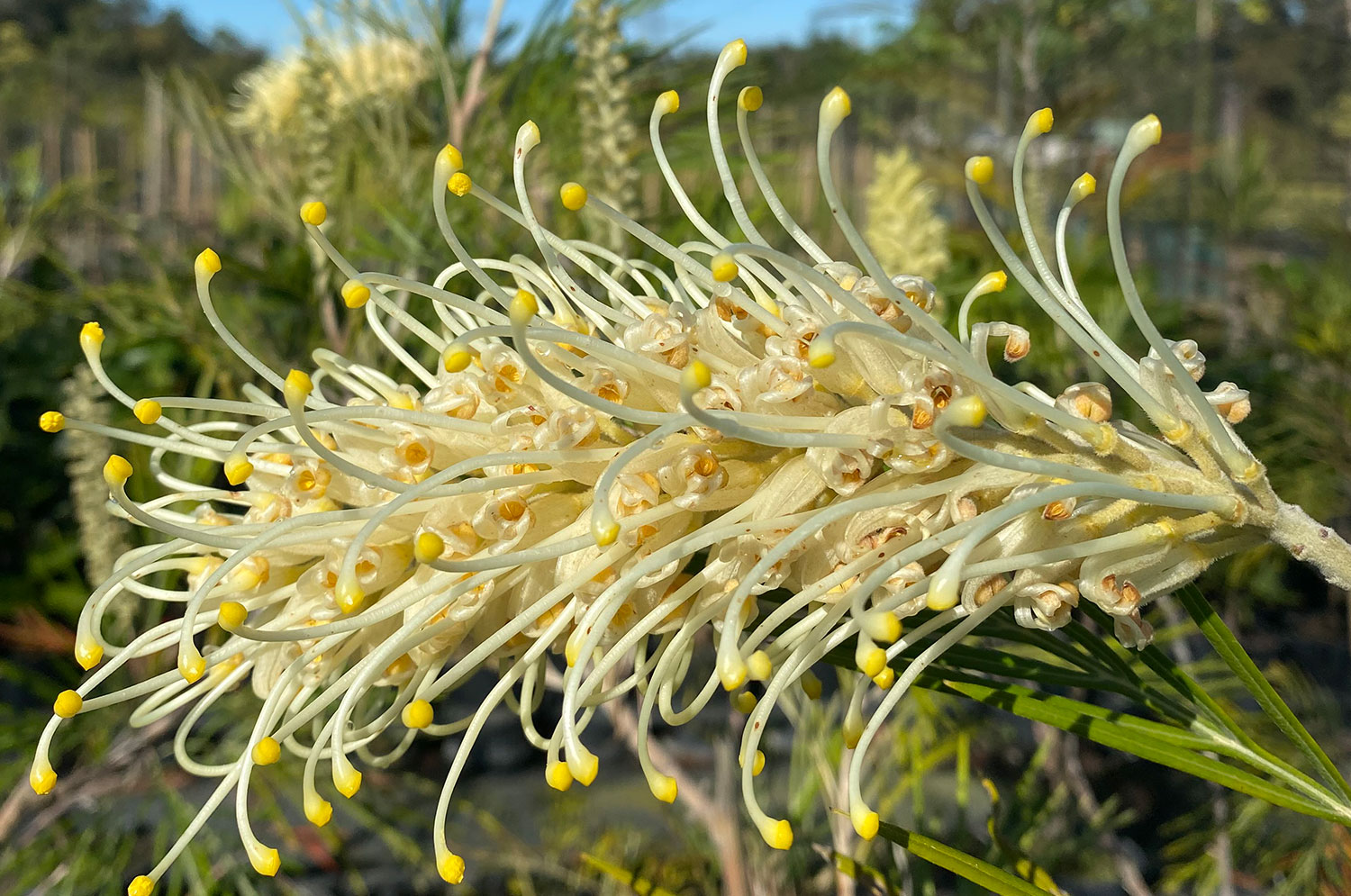 Growing Native Plants In Brisbane